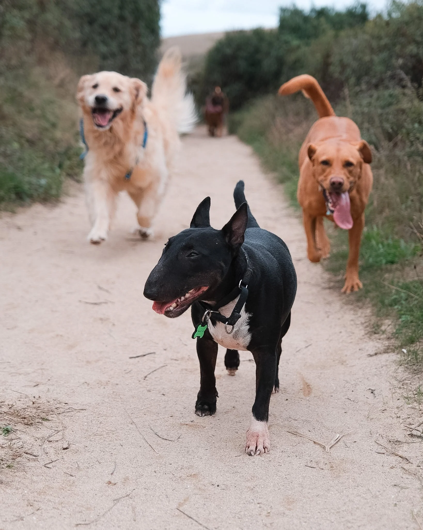 dog-walker-walking-dogs-newquay-pet-care-group-walks-services-newquay-cornwall-dogs-hang-ten-hounds-2026F8650.JPG