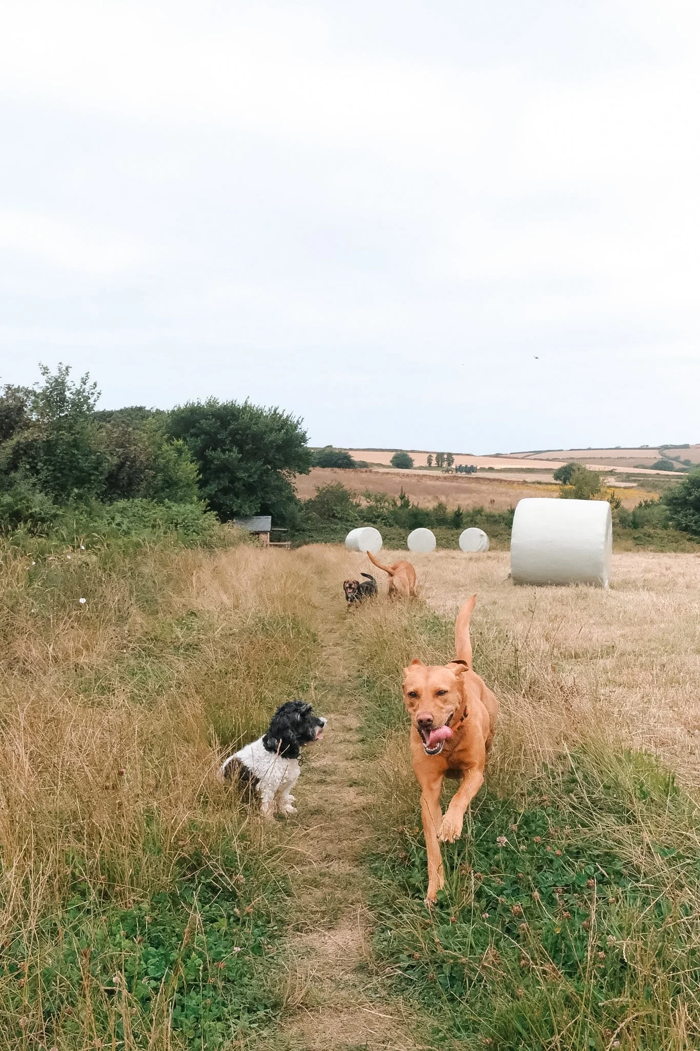 A rural field with tall grass, scattered trees, and hay bales in the background under a cloudy sky. Four dogs are walking along a dirt path, with one large brown dog sticking its tongue out in the foreground.