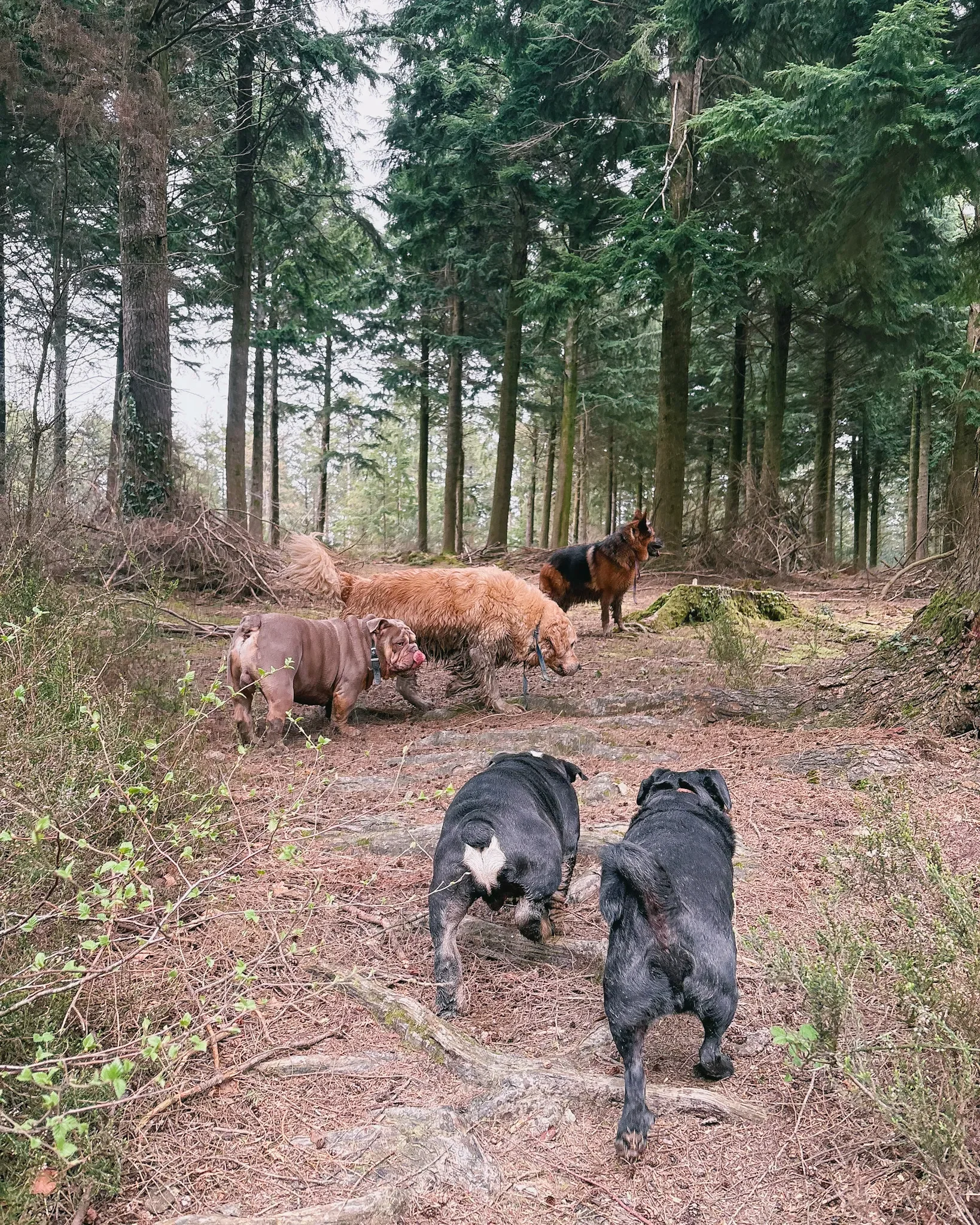 newquay-dog-walker-walking-dog-sitting-pet-sit-service-cornwall-2.webp