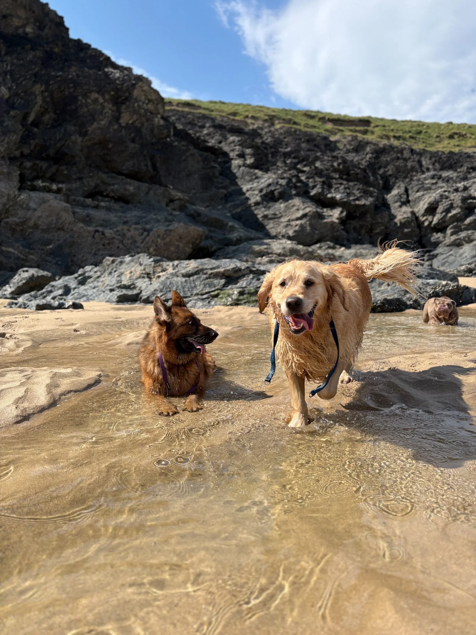 Three dogs playing in shallow water on a sandy beach with rocky cliffs and blue sky with clouds in the background.