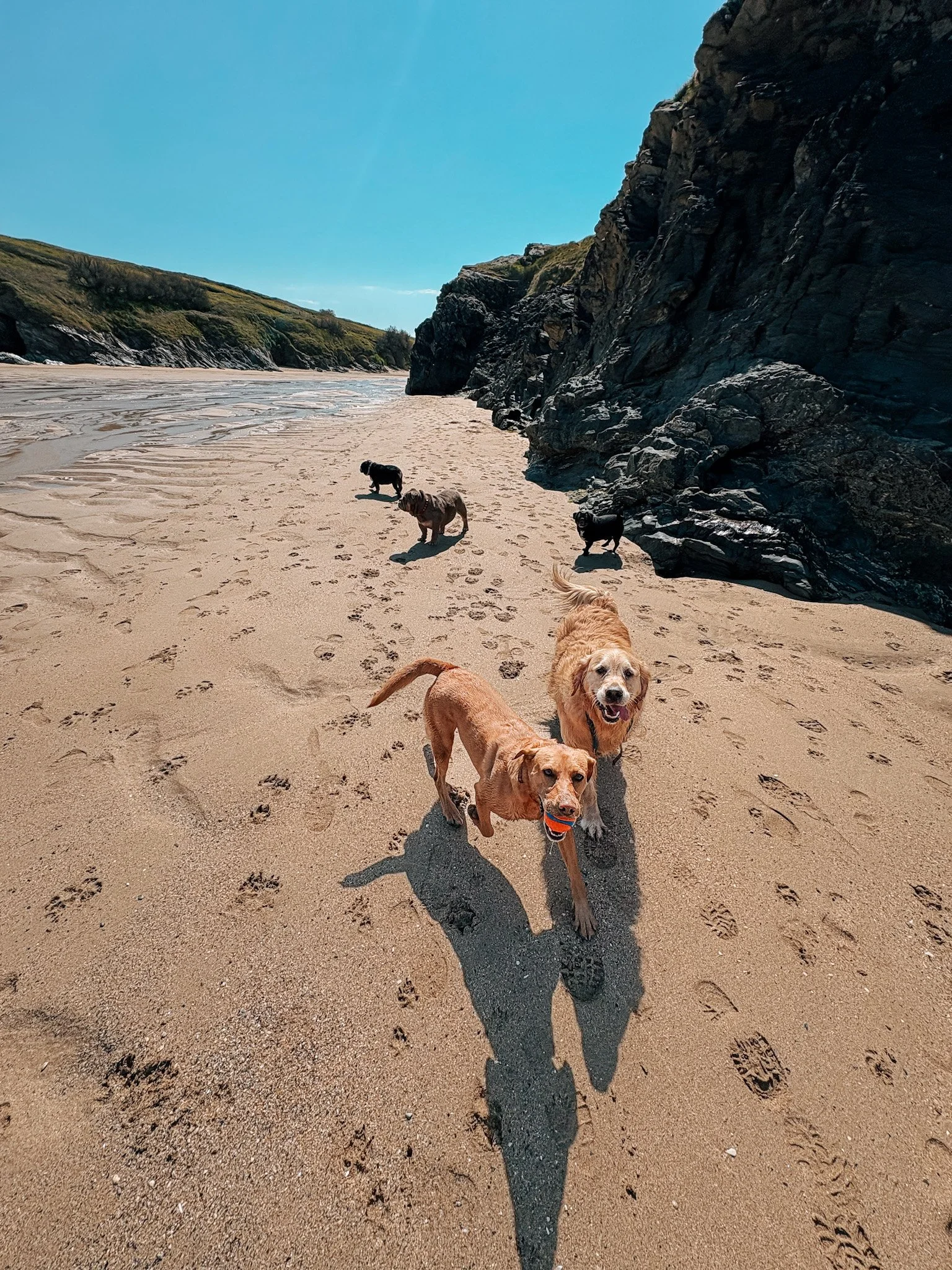 Dogs walking on sandy beach with rocky cliffs and green hills under a clear blue sky.