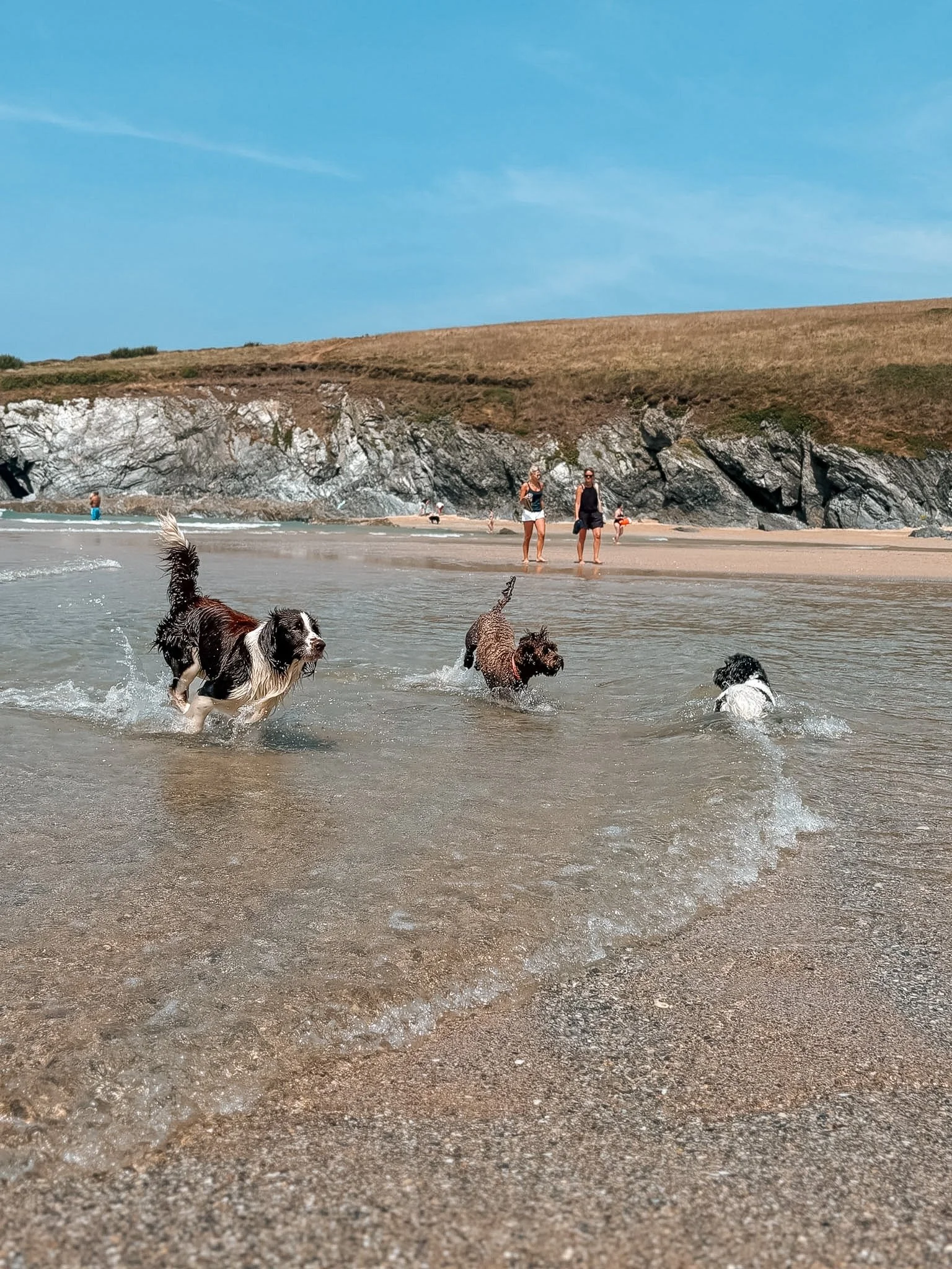 Dogs playing and running in shallow water at the beach with a rocky shoreline, grassy dunes, and a clear blue sky in the background.