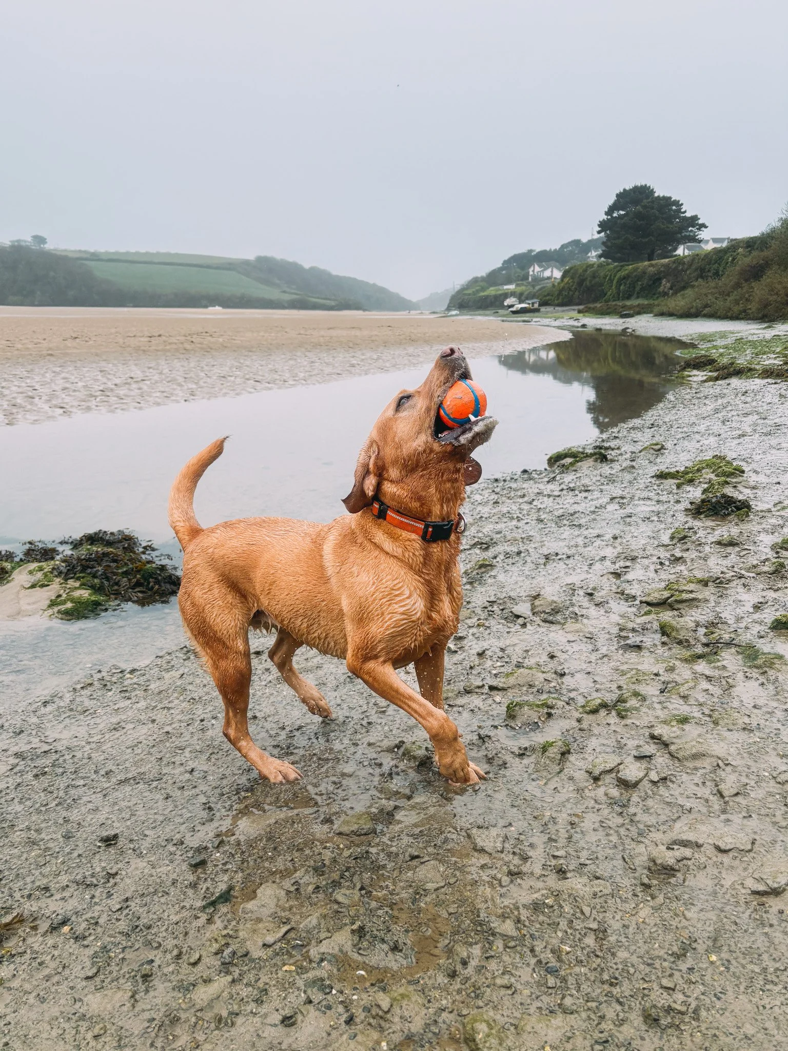 A brown dog playing fetch with a ball on a muddy, rocky shoreline near a body of water, with green hills and houses in the background on a cloudy day.
