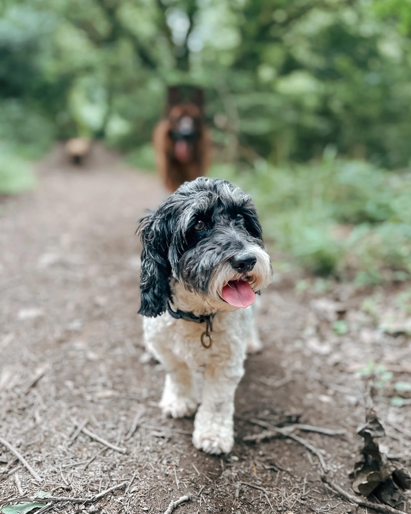dog-dogs-newquay-pet-sitting-pet-sitter-walker-walking-care-services-newquay-cornwall-dogs-hang-ten-hounds_2787.jpg