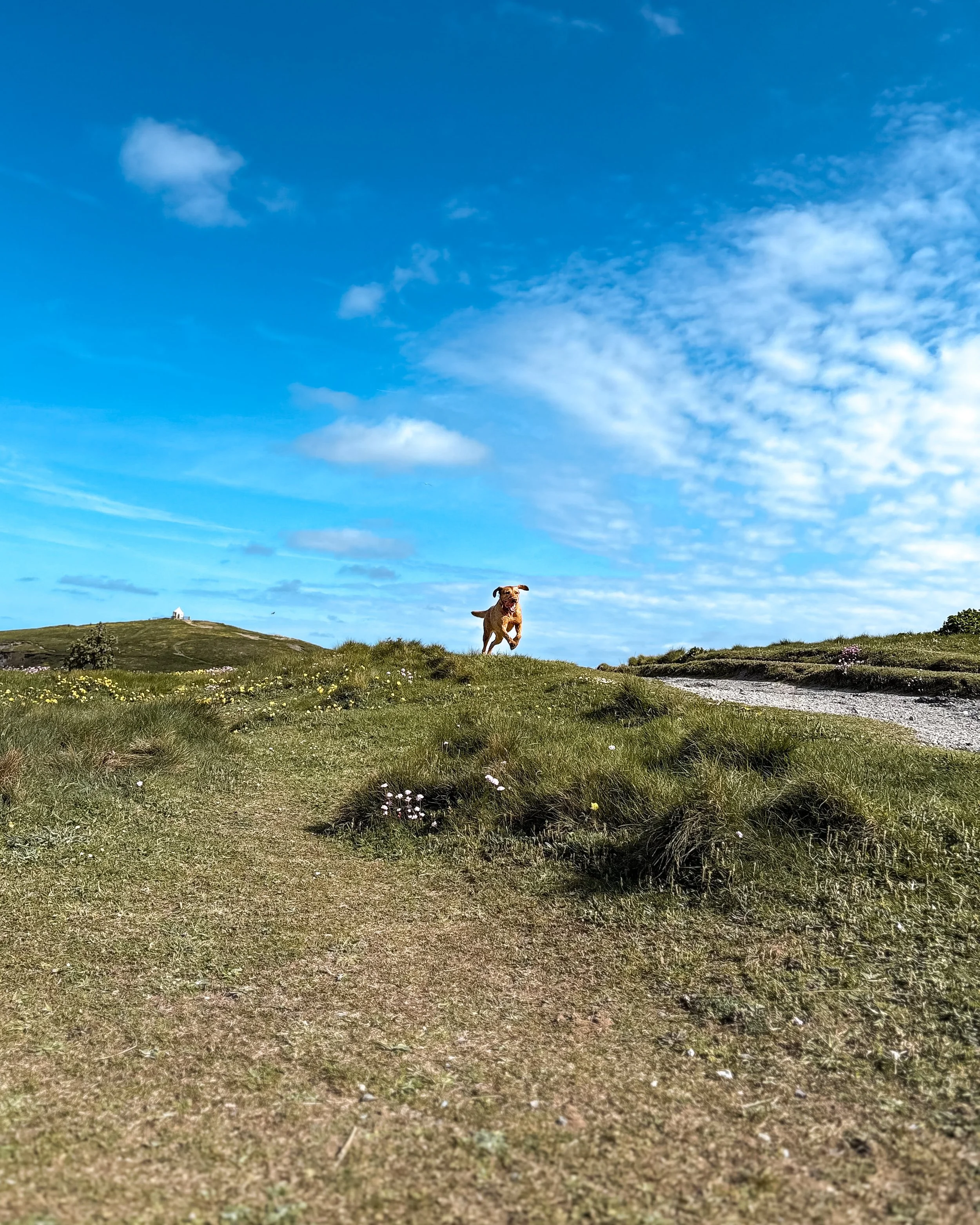 A dog running on a grassy hill  in Newquay, Cornwall; with a small white building in the distance under a blue sky with scattered clouds.
