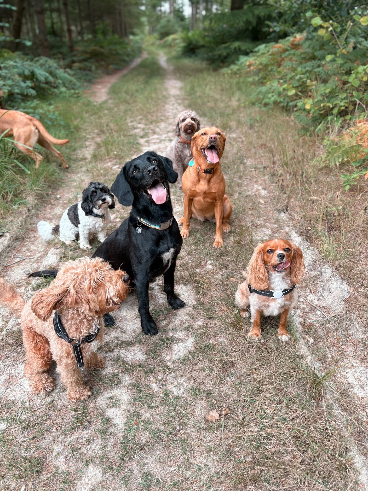 dog-walker-walking-dogs-newquay-pet-care-group-walks-services-newquay-cornwall-dogs-hang-ten-hounds_0969.jpg