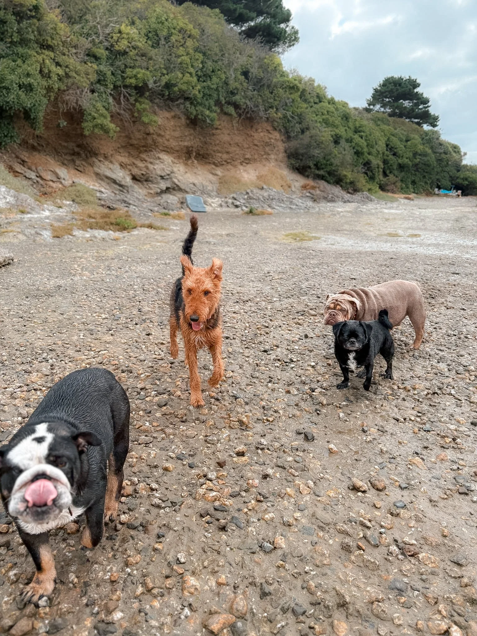 Several puppies of different breeds on a rocky beach with trees and cliffs in the background.