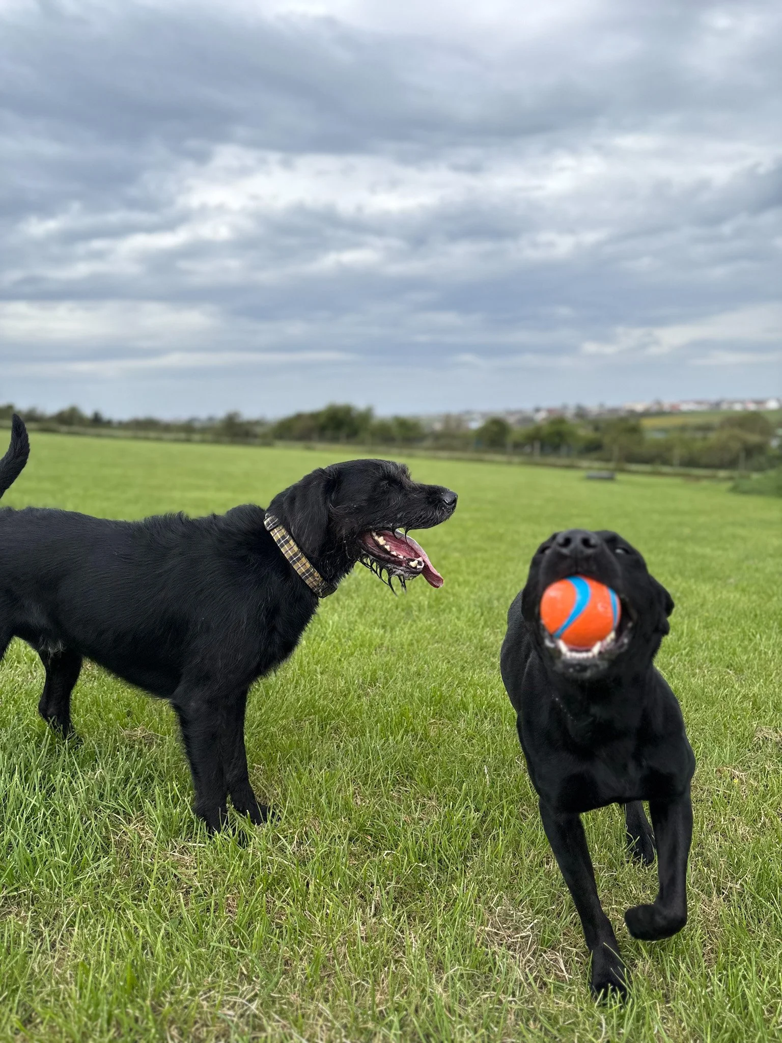 Two black Labrador dogs playing with a ball in a grassy field under a cloudy sky.