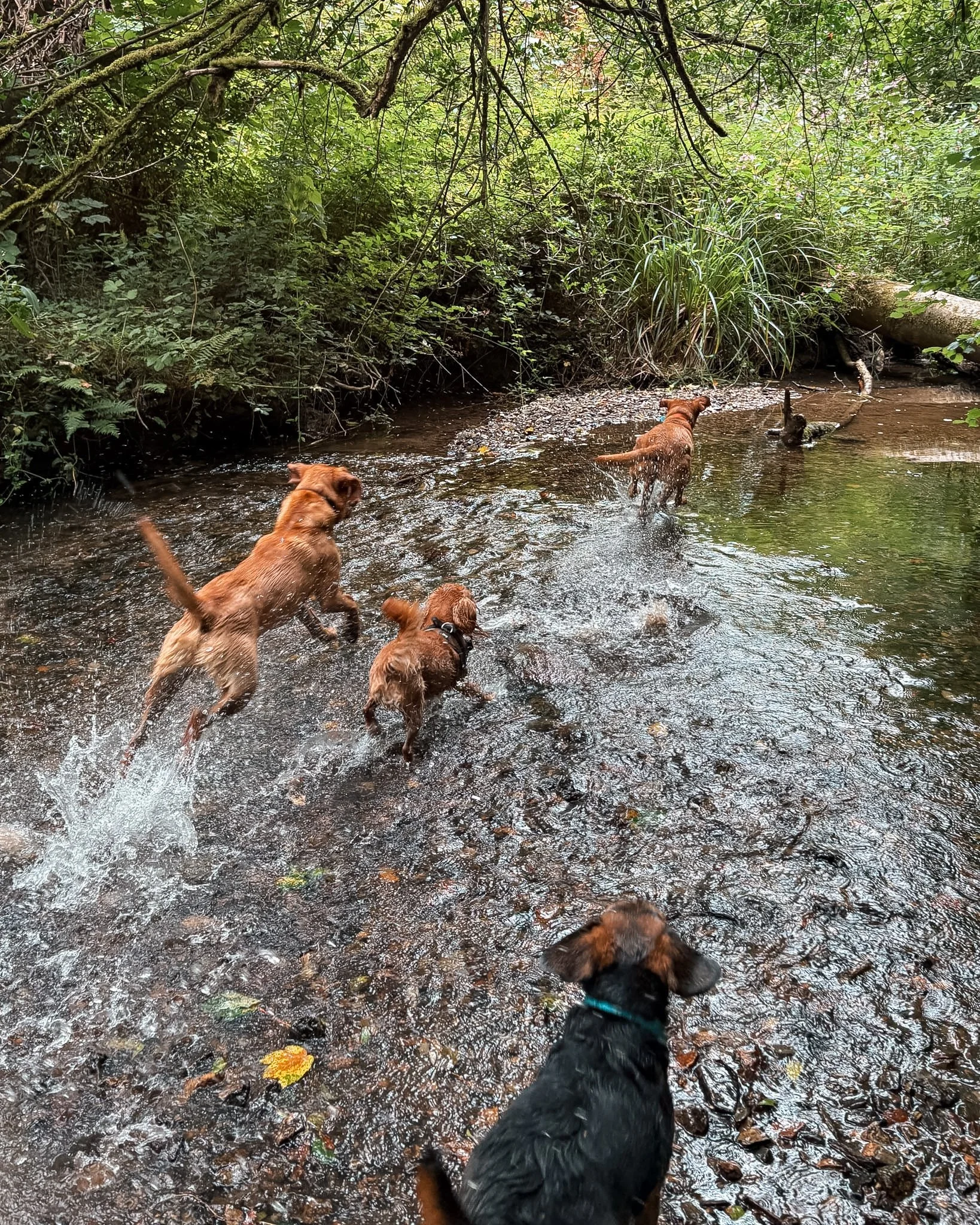 Several dogs, including a black and brown one in the foreground, other dogs farther in the stream, some standing and some sitting, surrounded by lush green trees and bushes in a forest setting.