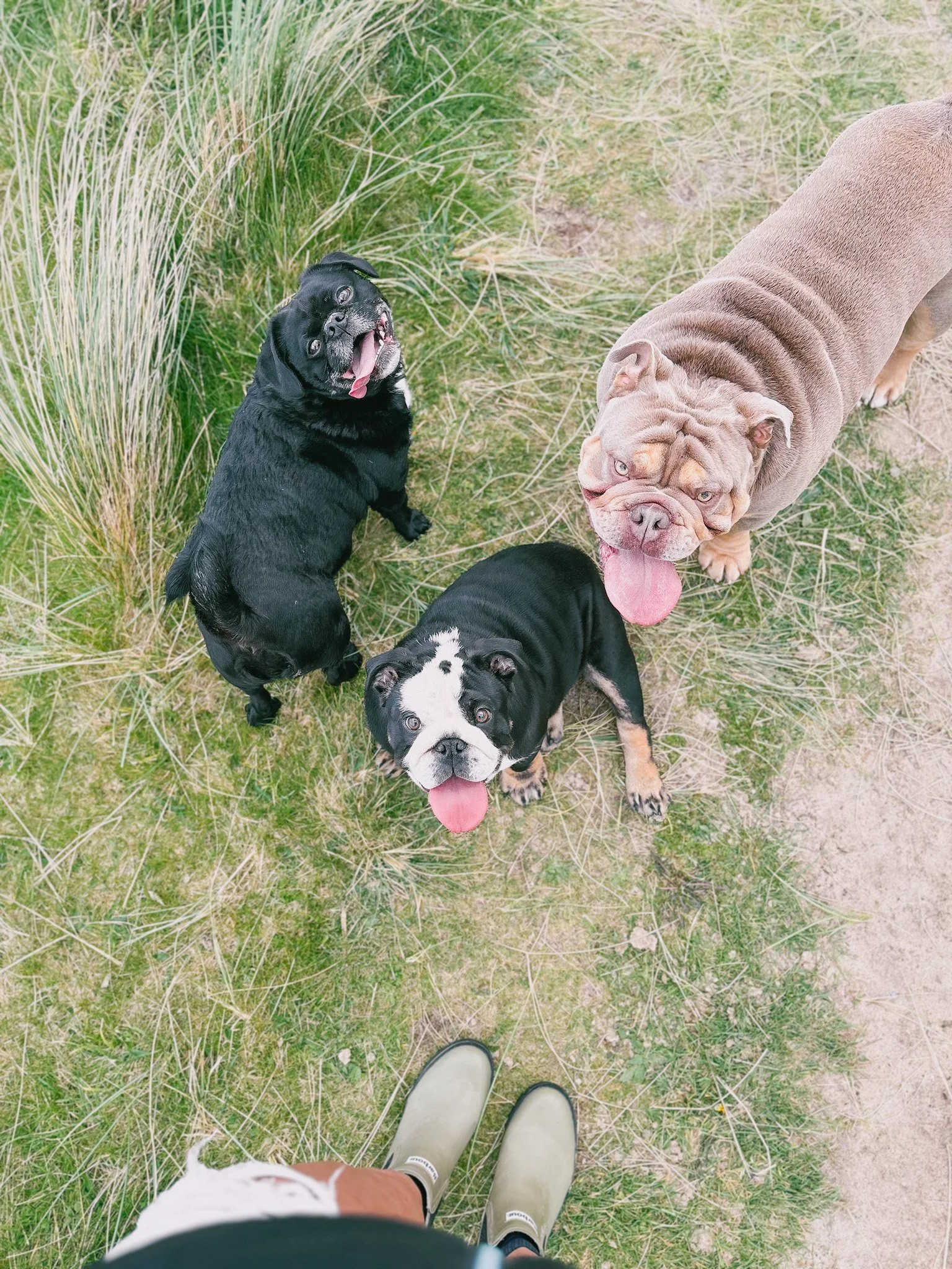 View looking downward at four dogs on grass with some tall grass and dirt, with a person's legs and shoes in the foreground.