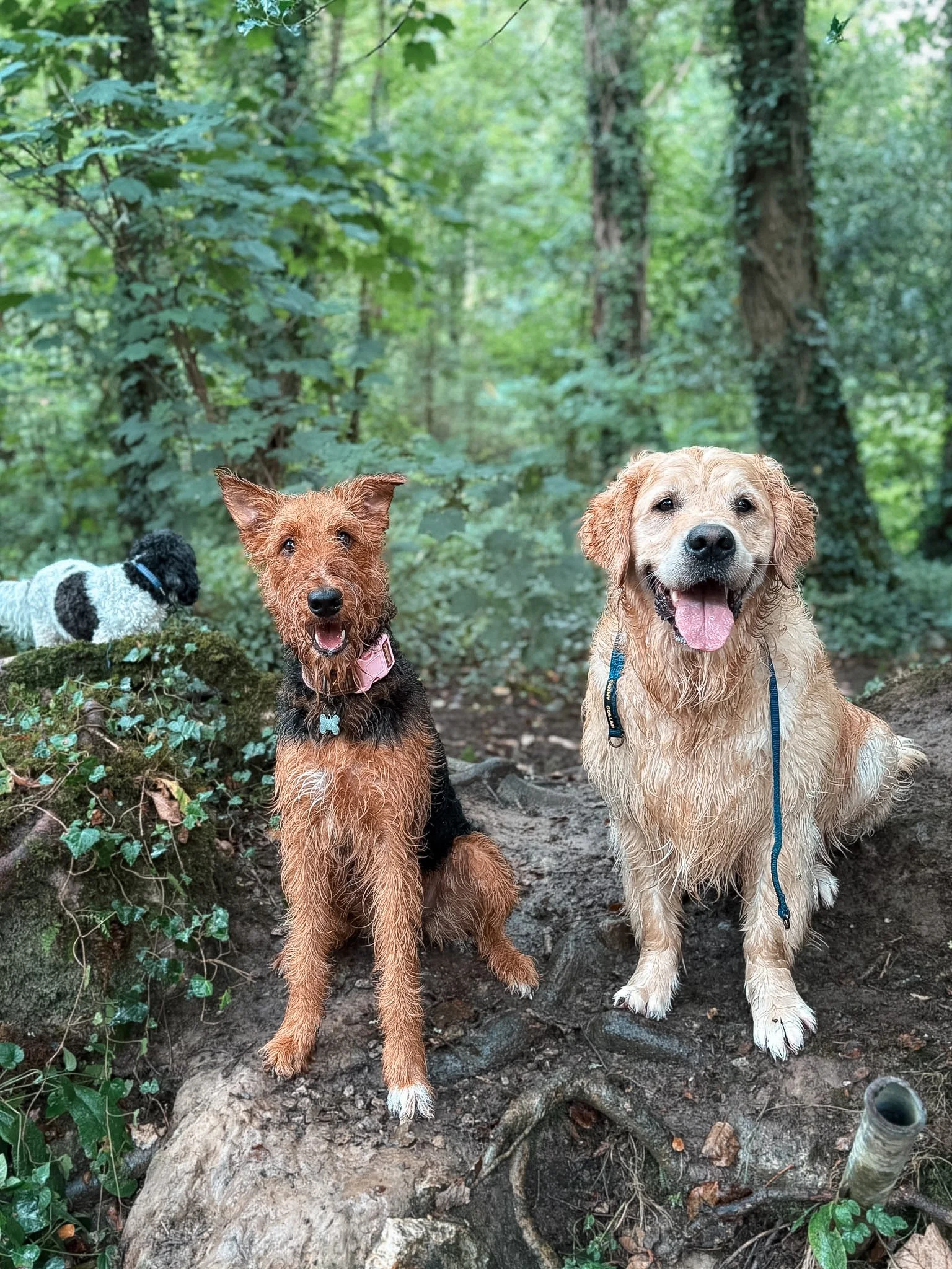 Three dogs in a wooded area with trees and green foliage. One small black and white dog is on the left, and two larger dogs with wet fur are in the center and right. The larger dog on the right is sitting and panting.