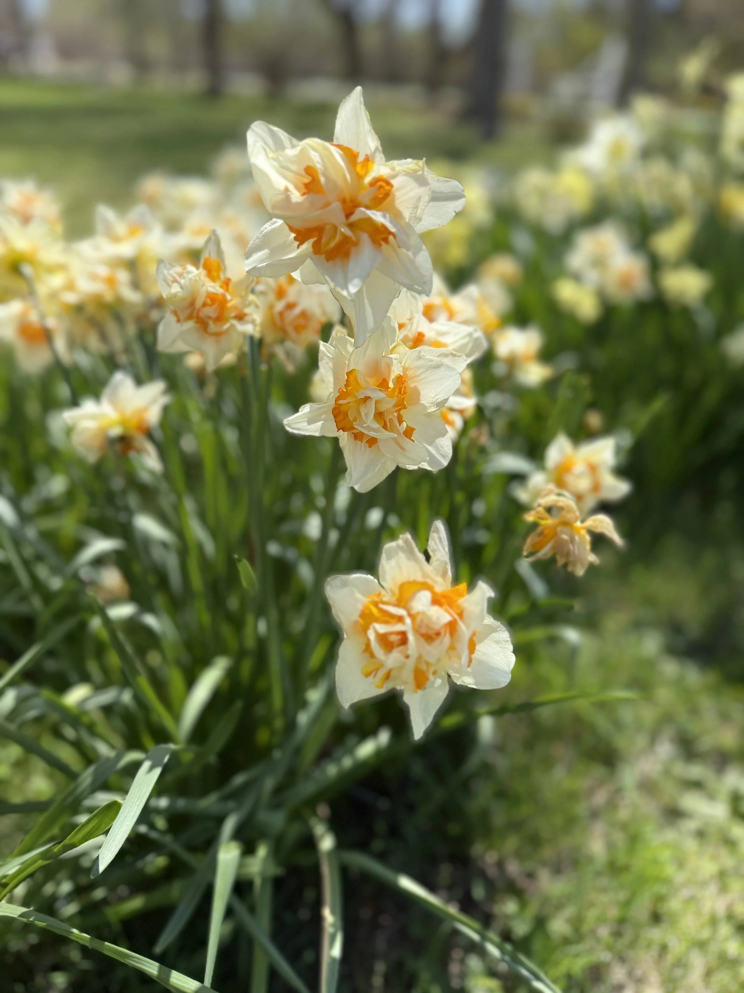 Nantucket’s Daffodil Festival