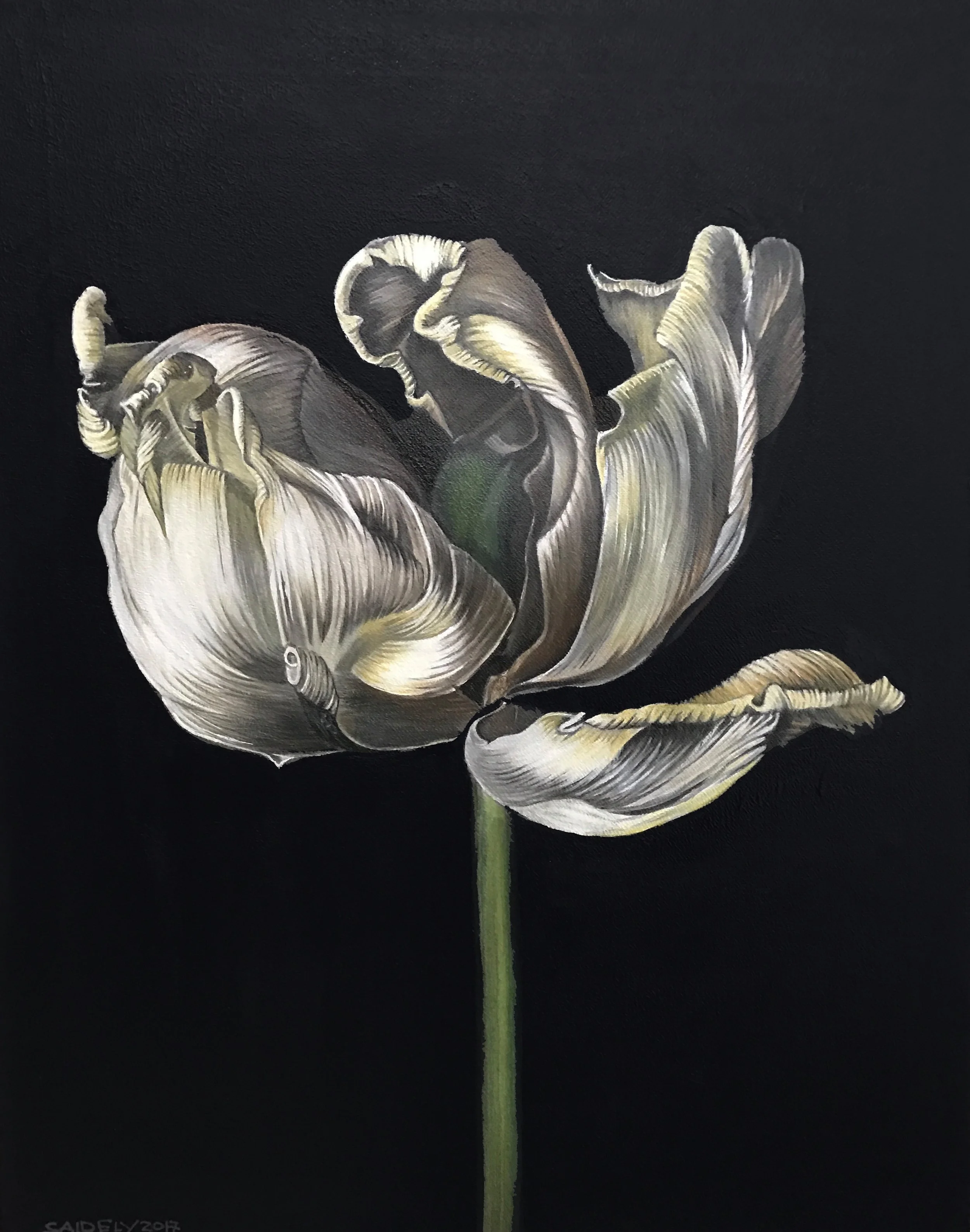 Dried Tulip 40x50 .jpg
