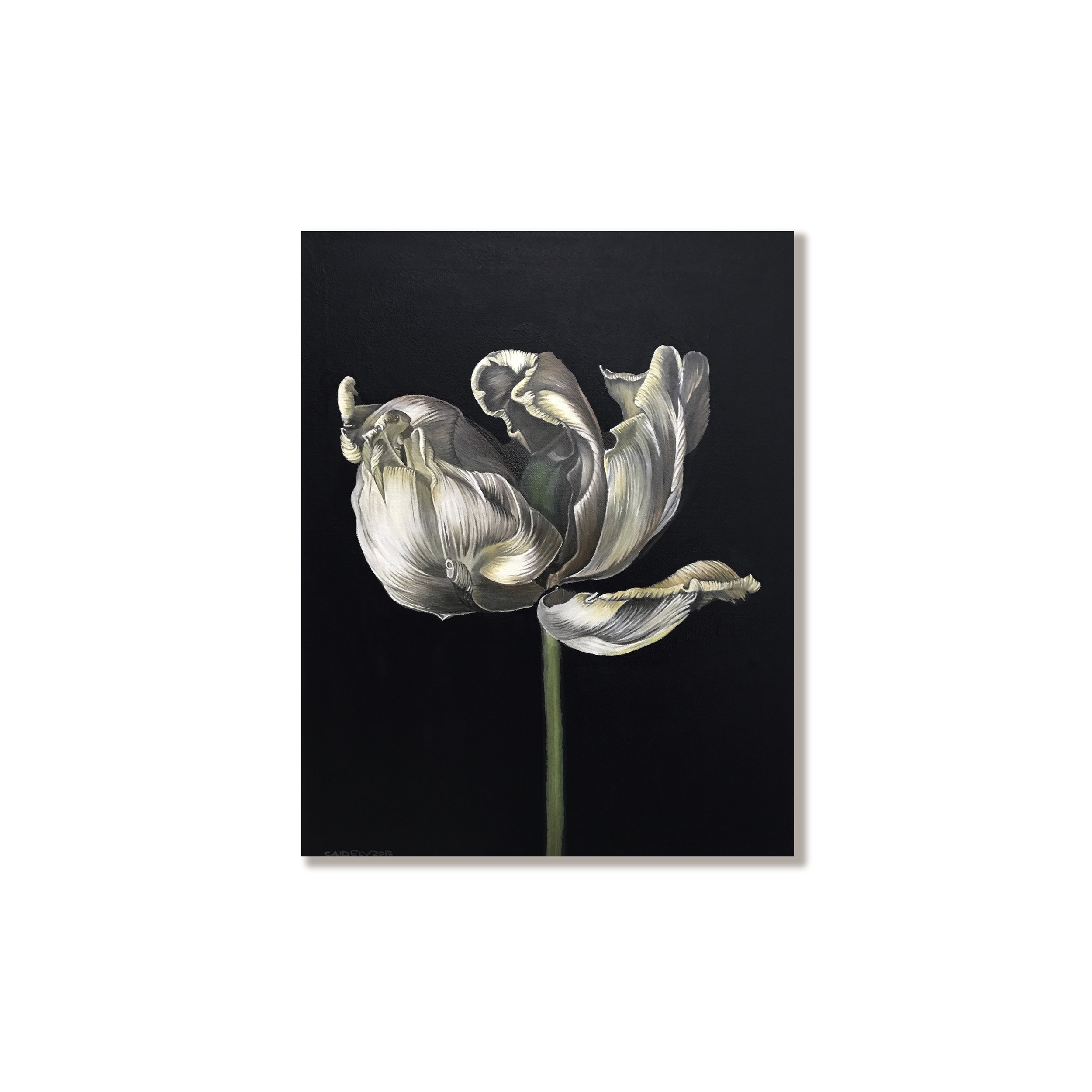 Dried Tulip
