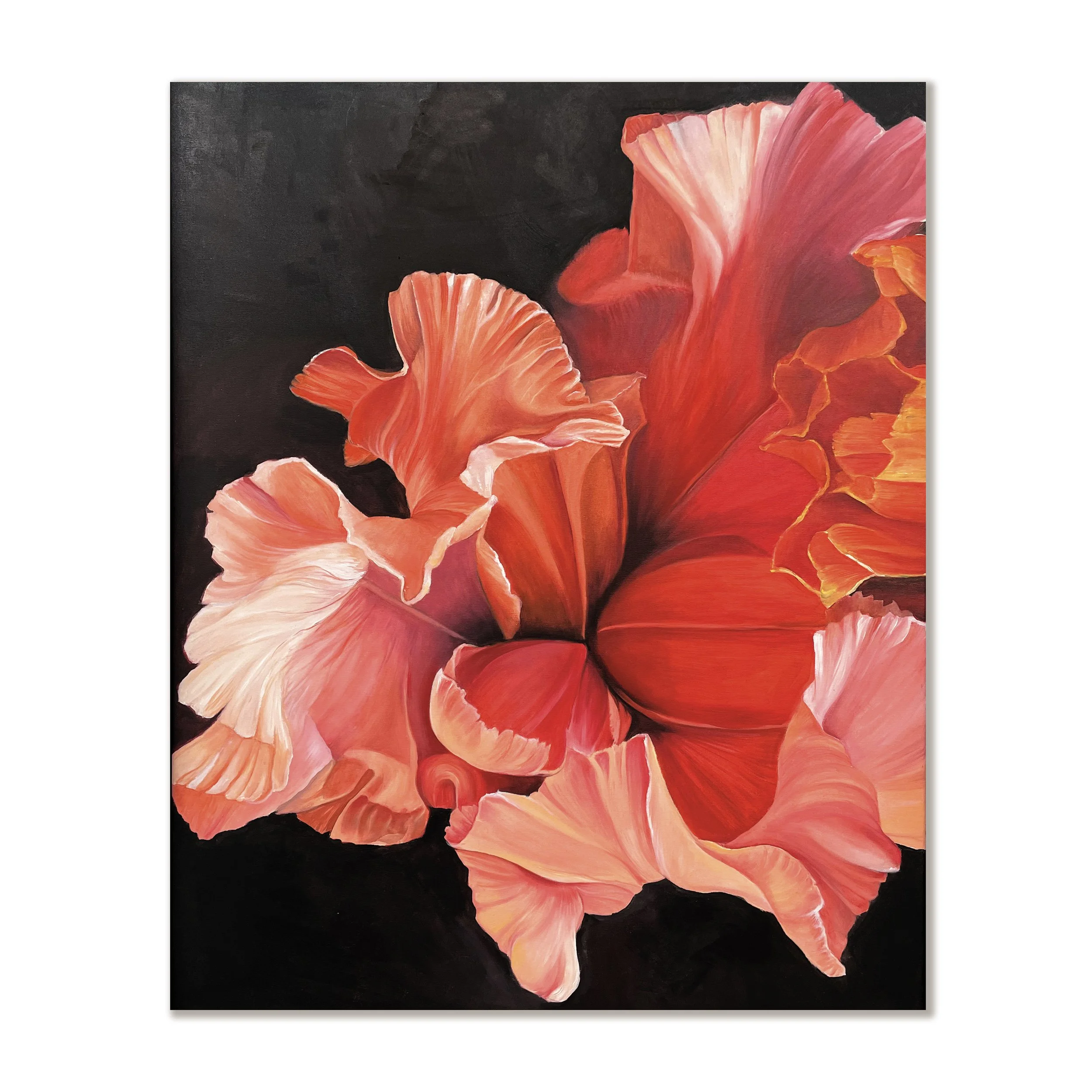 Orange Iris
