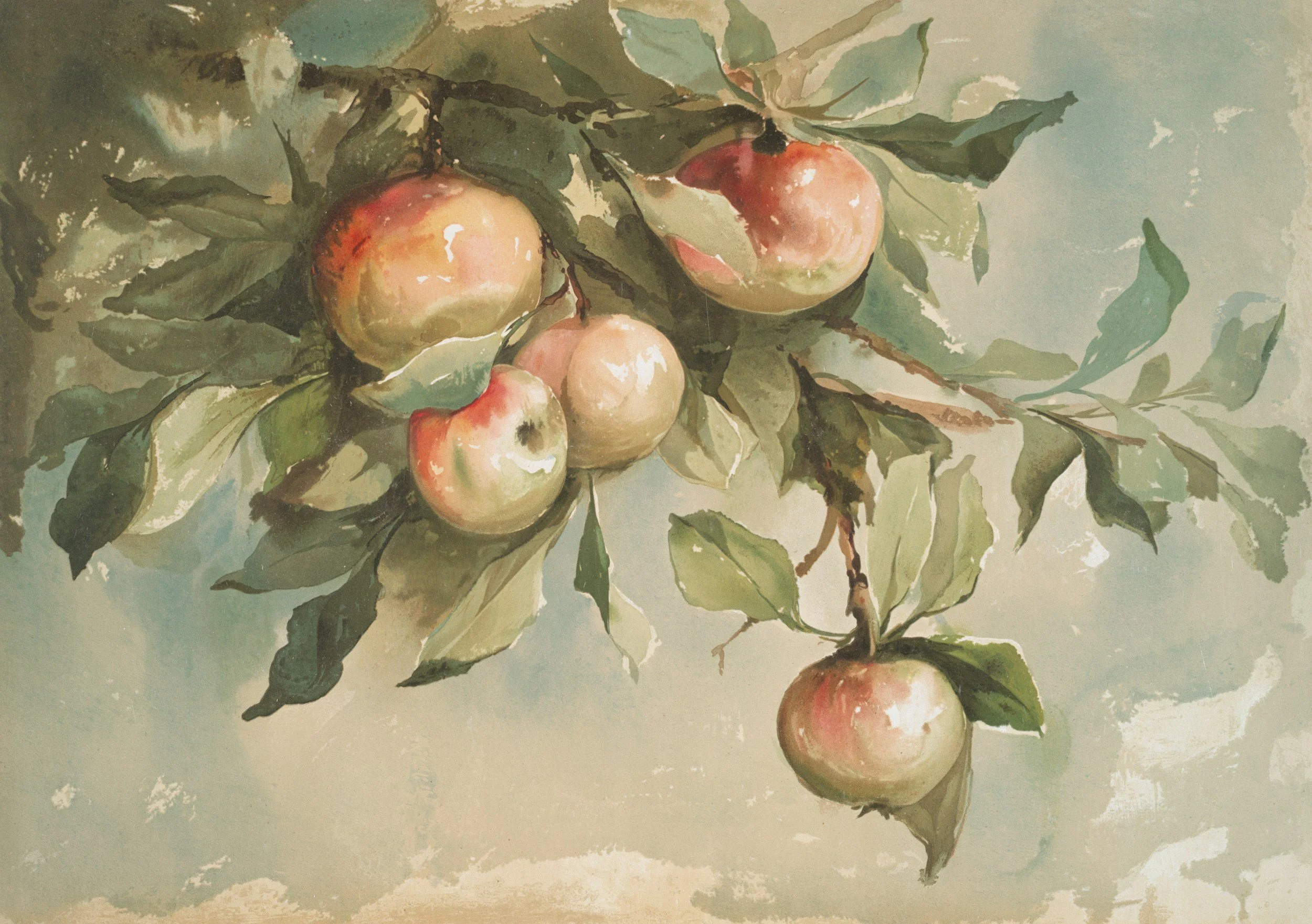 Watercolor painting of a branch with green leaves and peaches hanging from it.