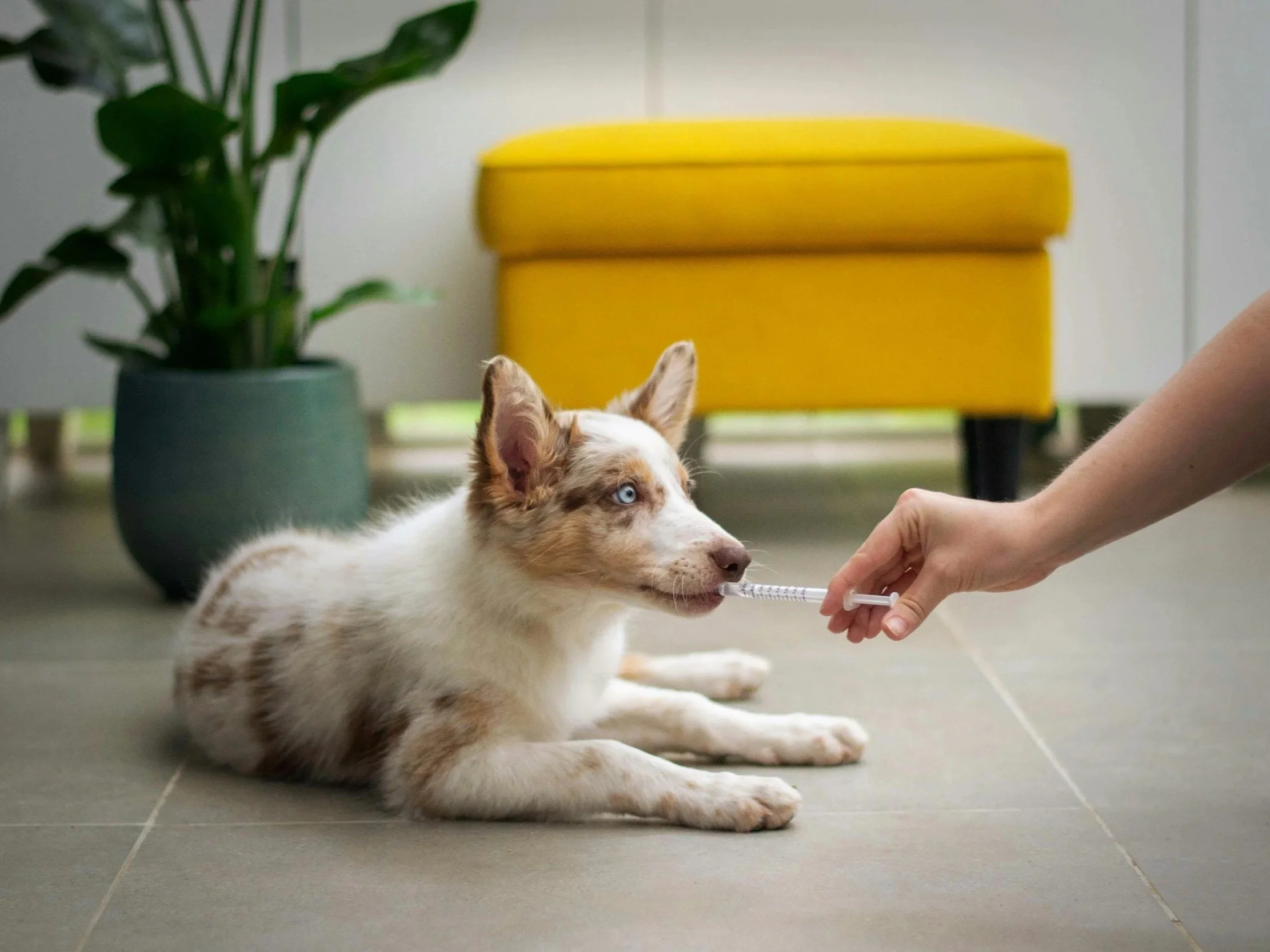 犬が横になり、飼い主が注射器を持っていて、獣医療のシーンです。