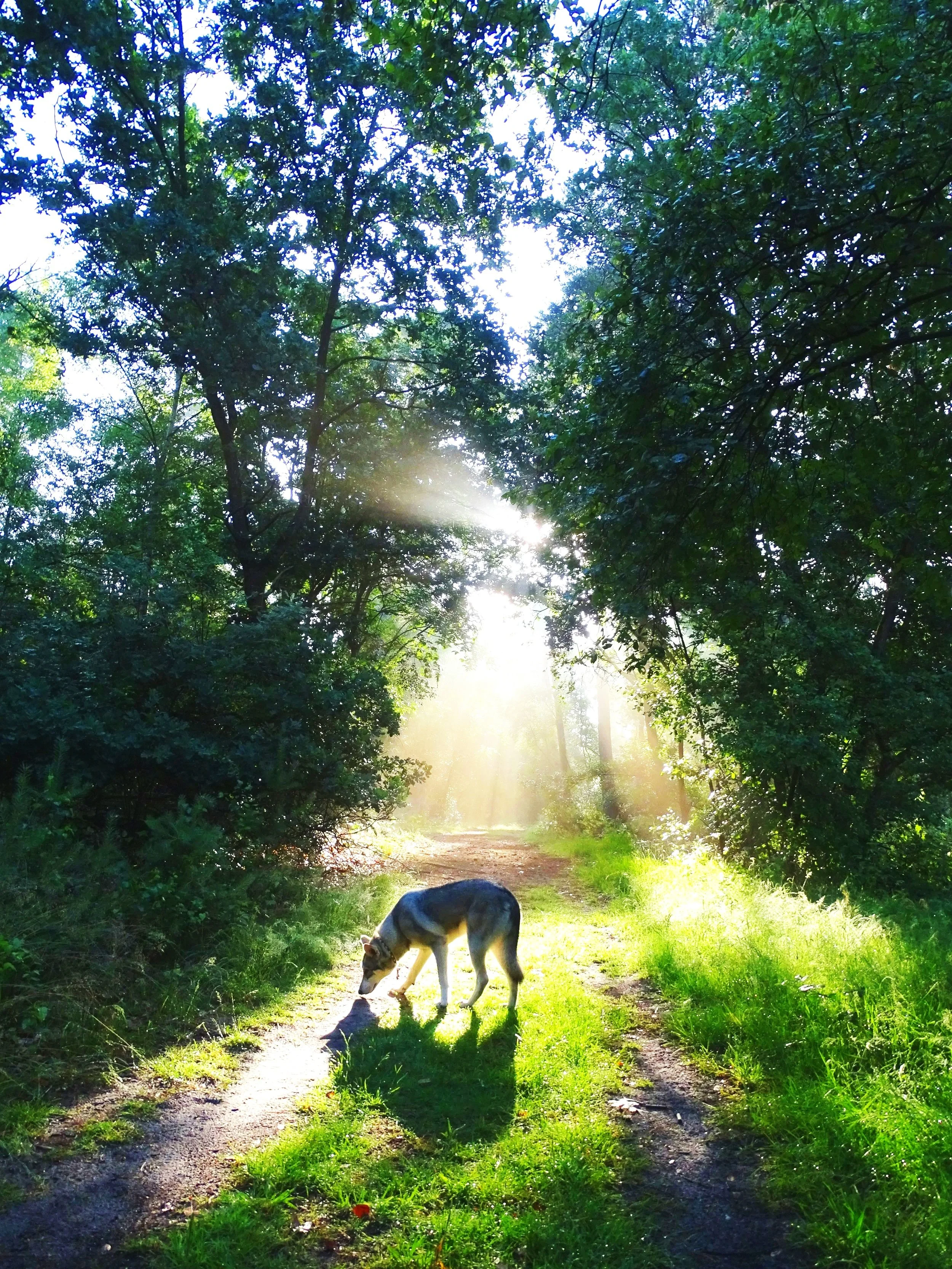 木々が生い茂る森の中の小道と、その上に差し込む太陽の光。犬が小道に首を突っ込んでいる。