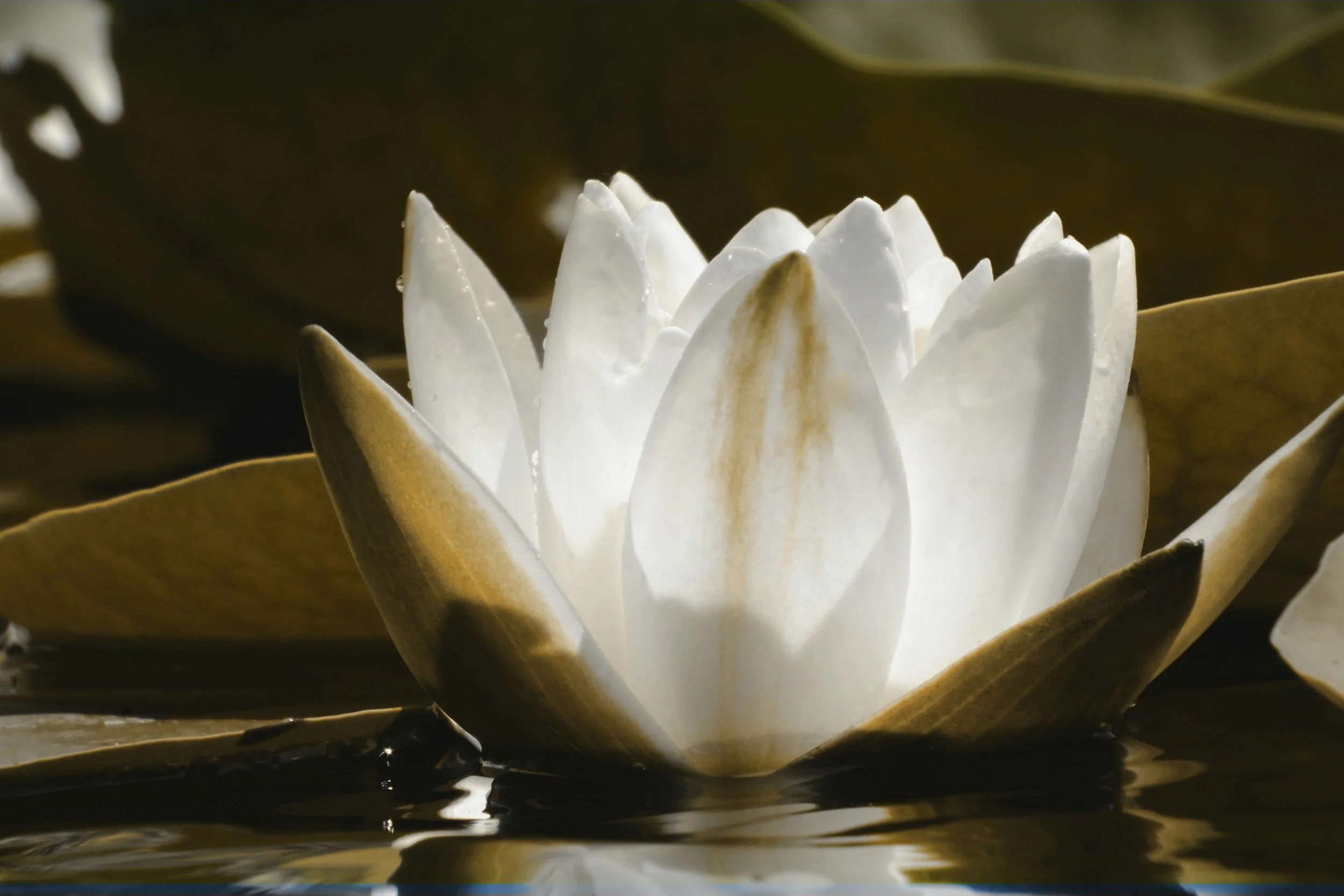 White lotus flower with green leaves sitting in a still pond.