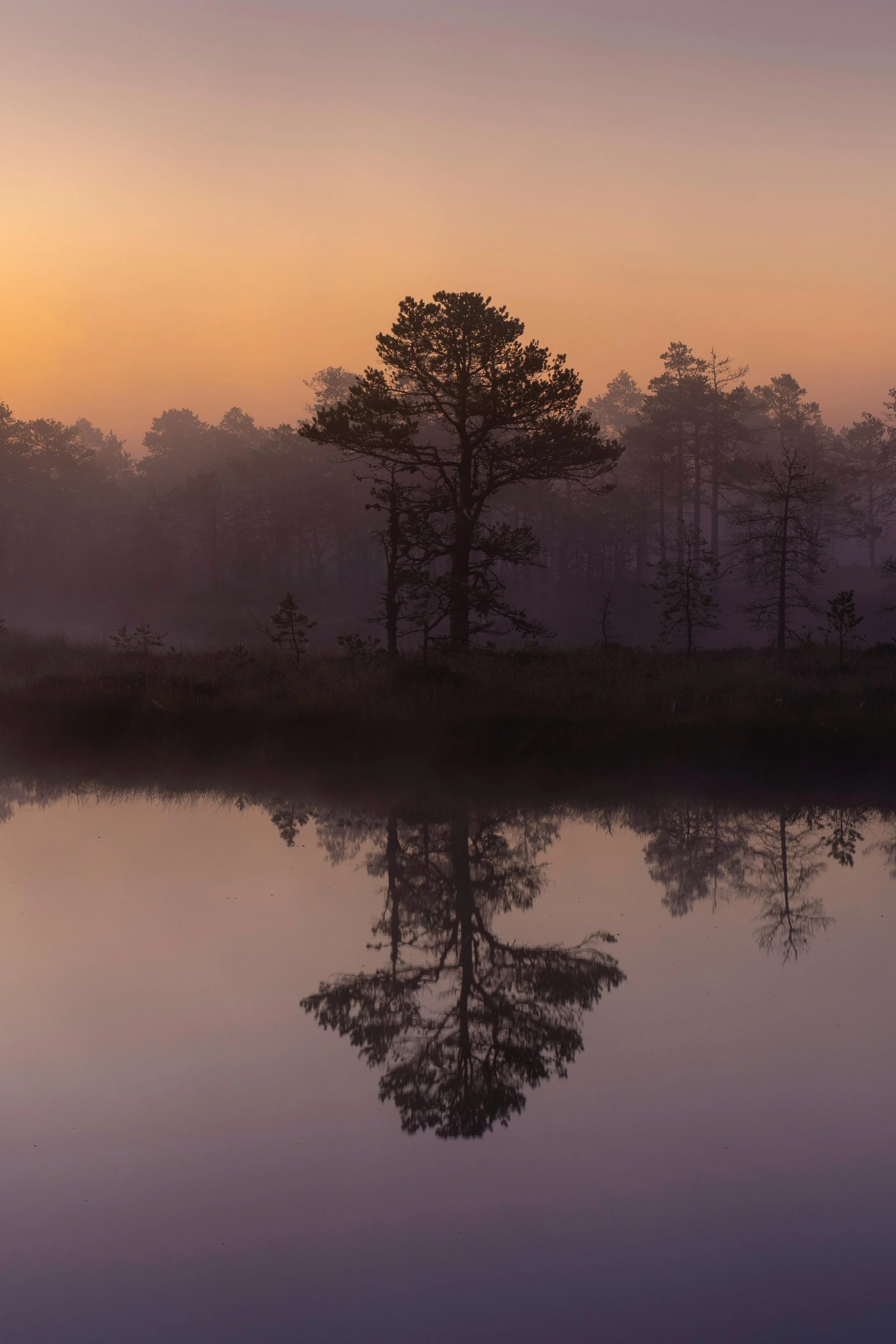 Silhouette of a pine tree reflected in a calm body of water during sunset or sunrise, with a colorful sky in shades of purple, pink, and orange.