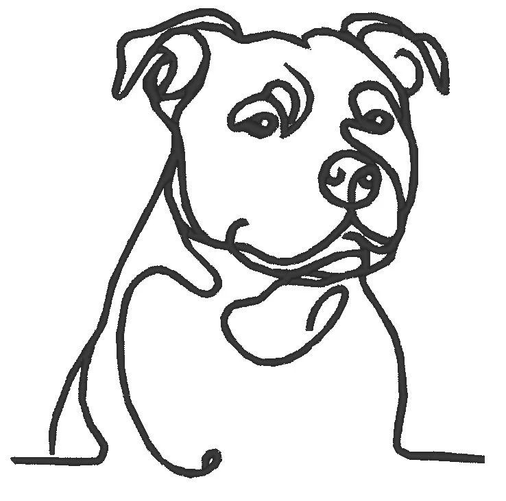 pittie face and chest