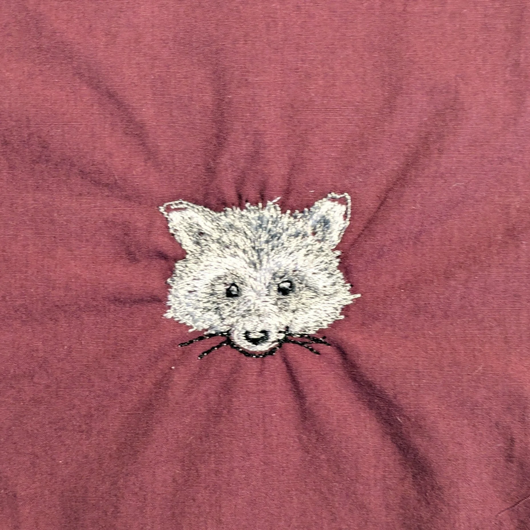 raccoon