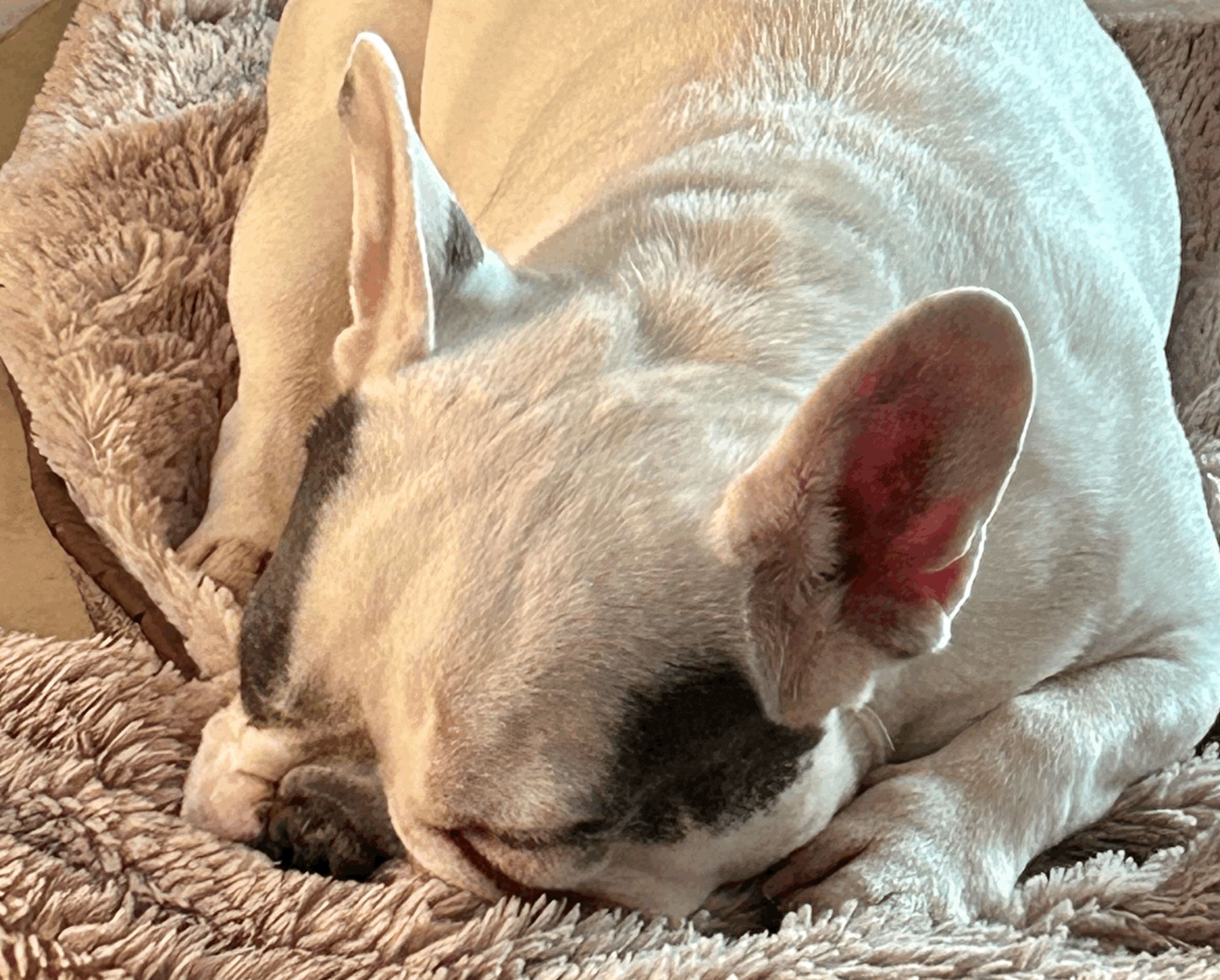 What is Pet health coaching and why you need it