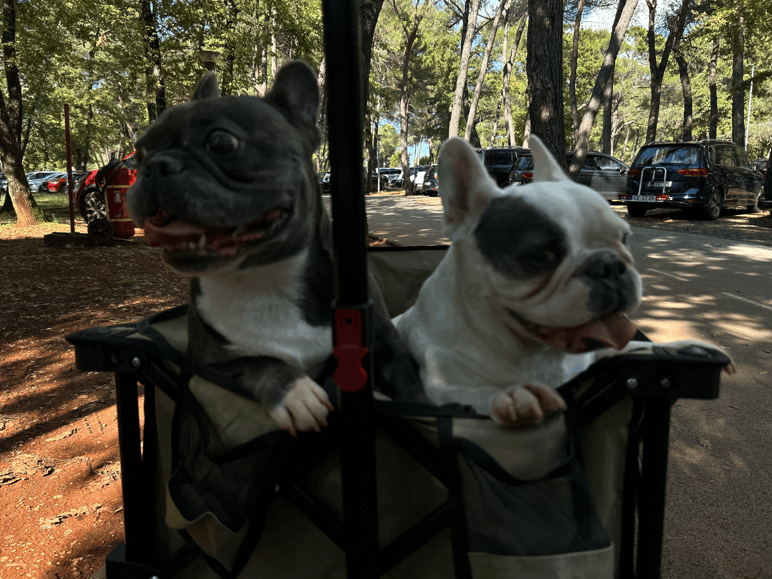 Do Dogs Mirror Human Energy? What Science Says