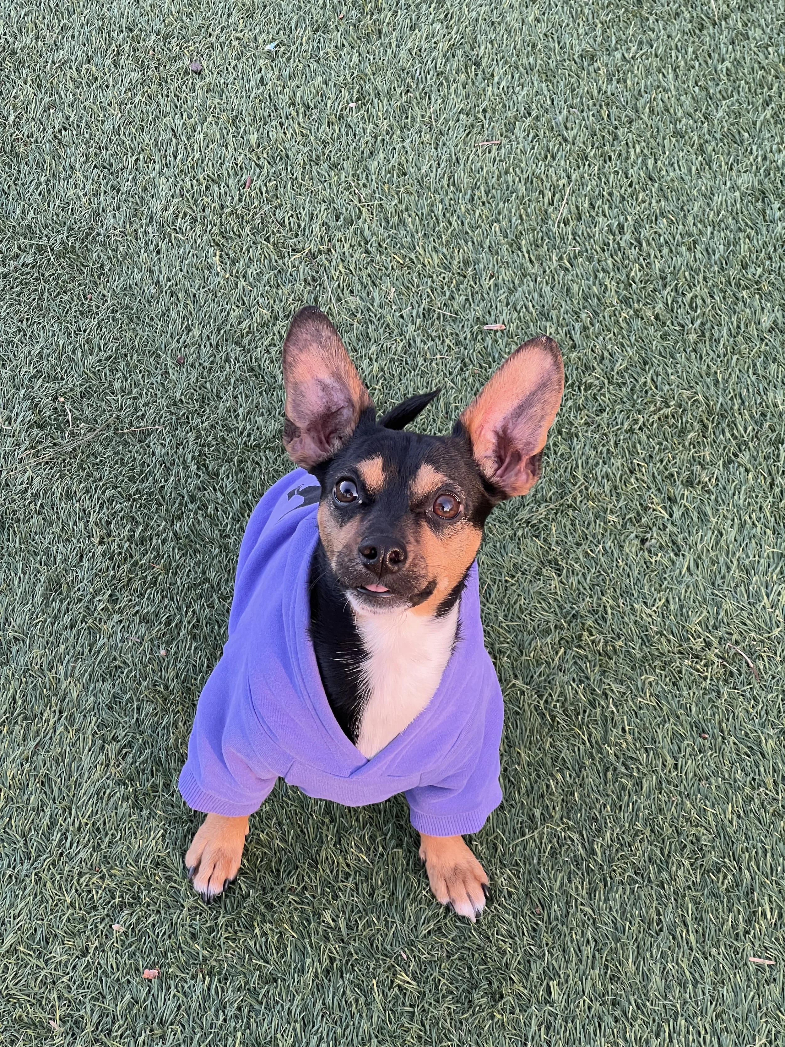 A small dog with large ears looking up, wearing a purple sweater, on grass.