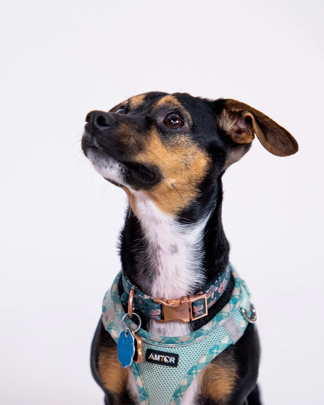A small dog with black, tan, and white fur, wearing a blue harness and collar, looking off to the side against a plain white background.