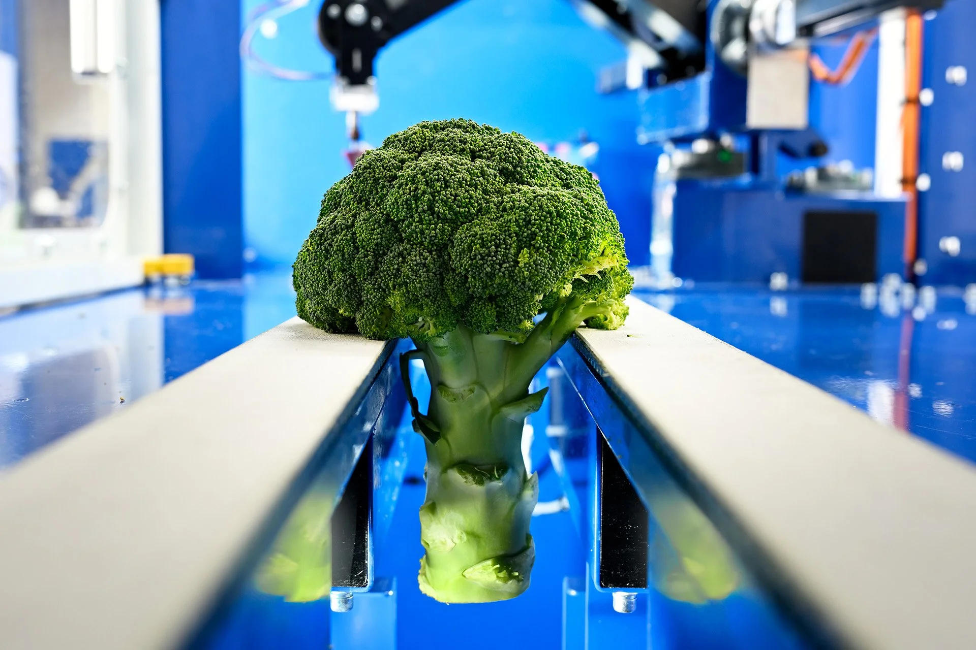 A head of broccoli on a conveyor belt in a blue industrial setting, with robotic machinery in the background.