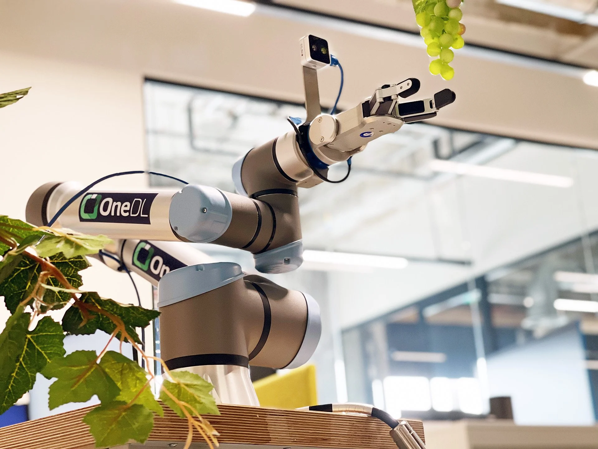 A robotic arm with a camera mounted on it, reaching towards green grape clusters hanging from above, inside a modern, well-lit space.