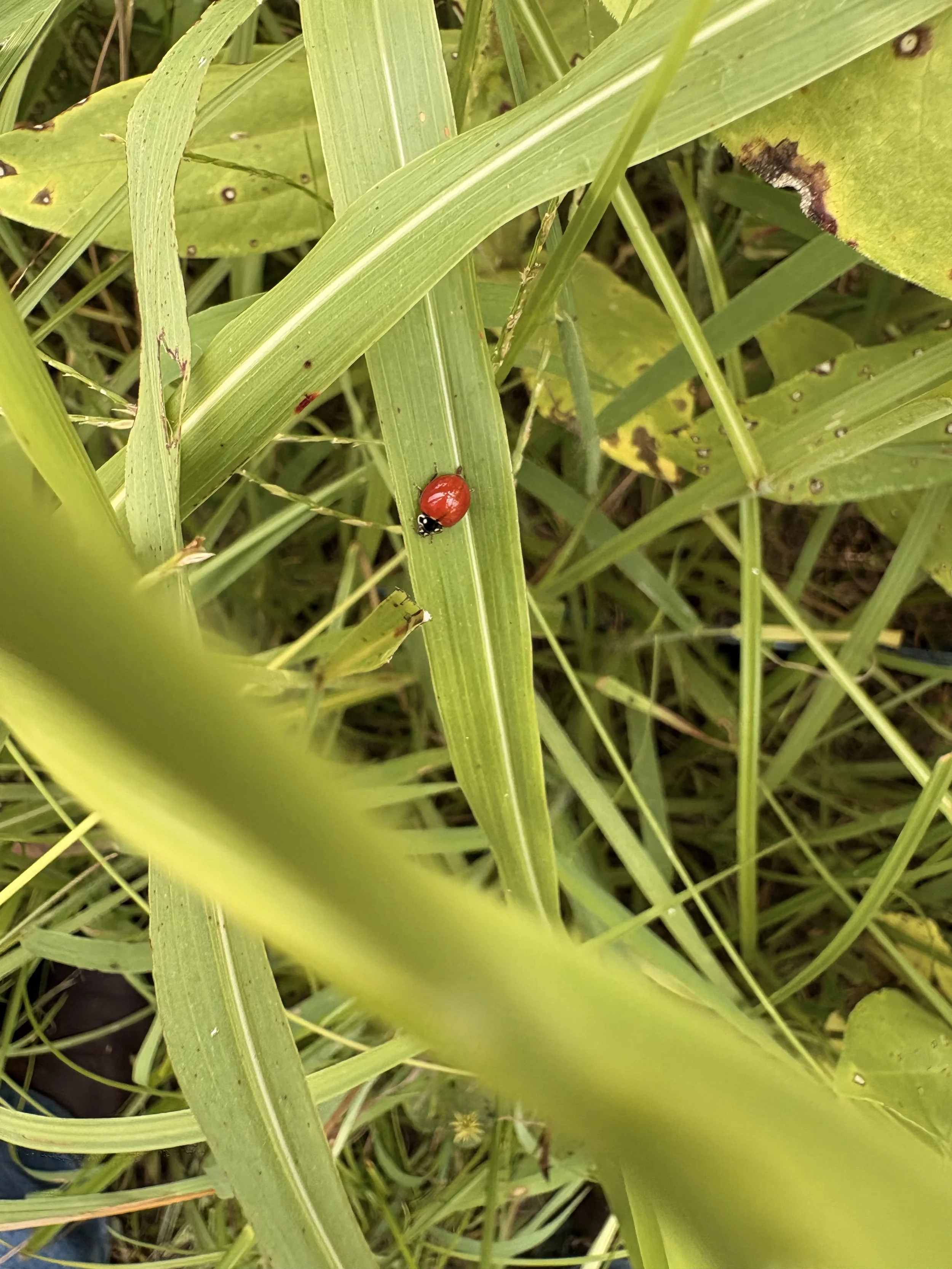 IMG_7438.jpeg