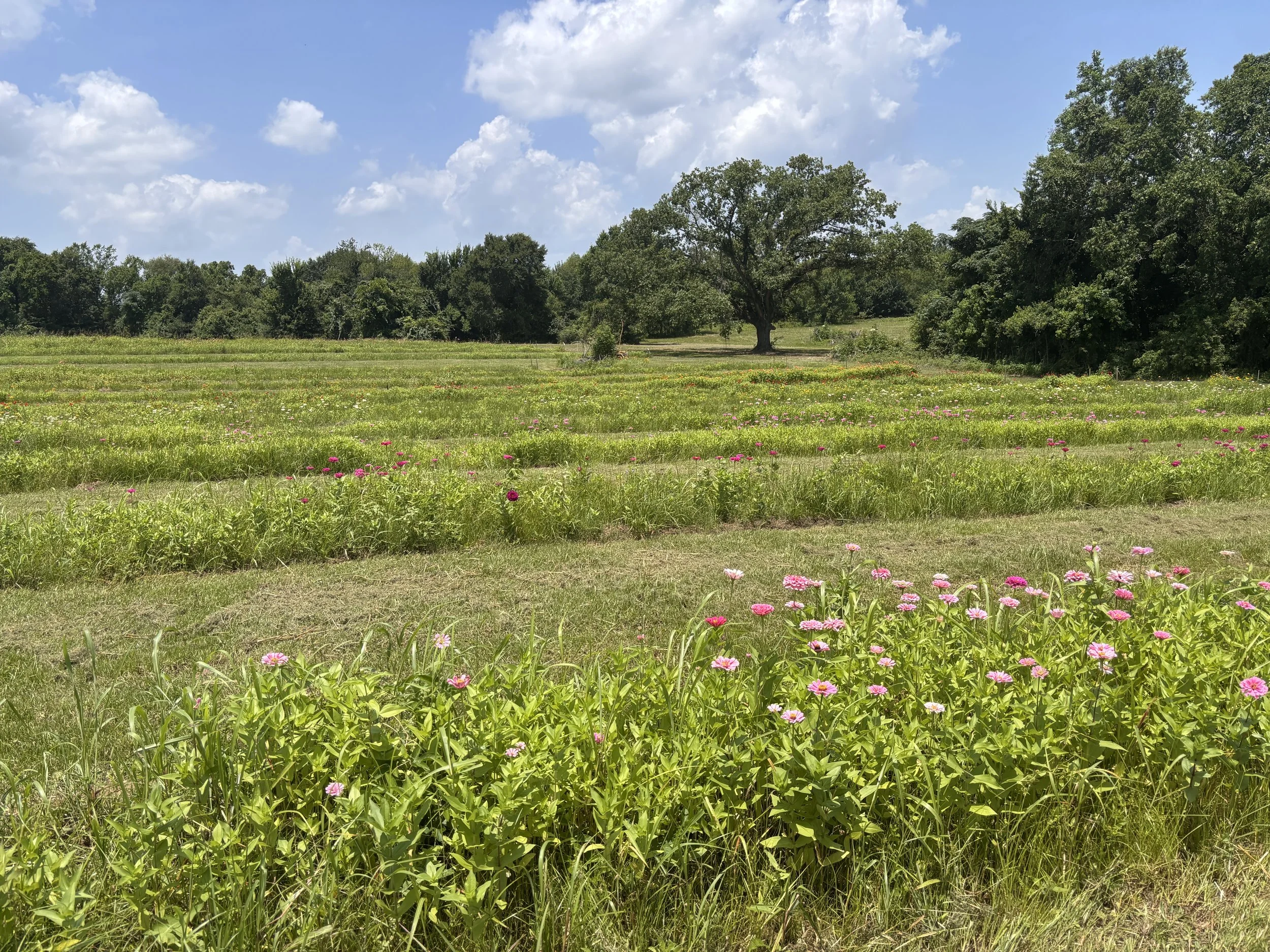 Zinnia field