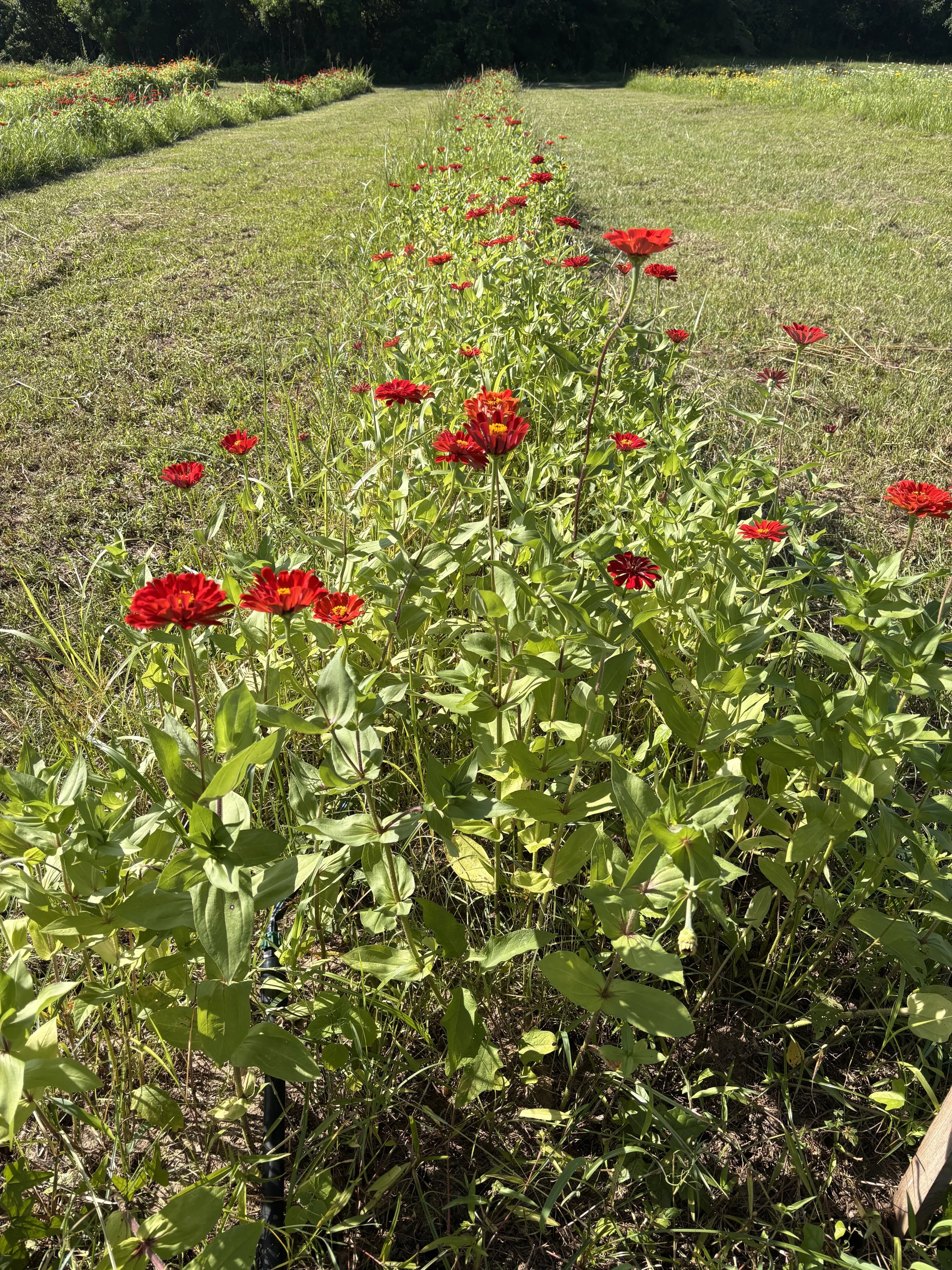 Zinnia row