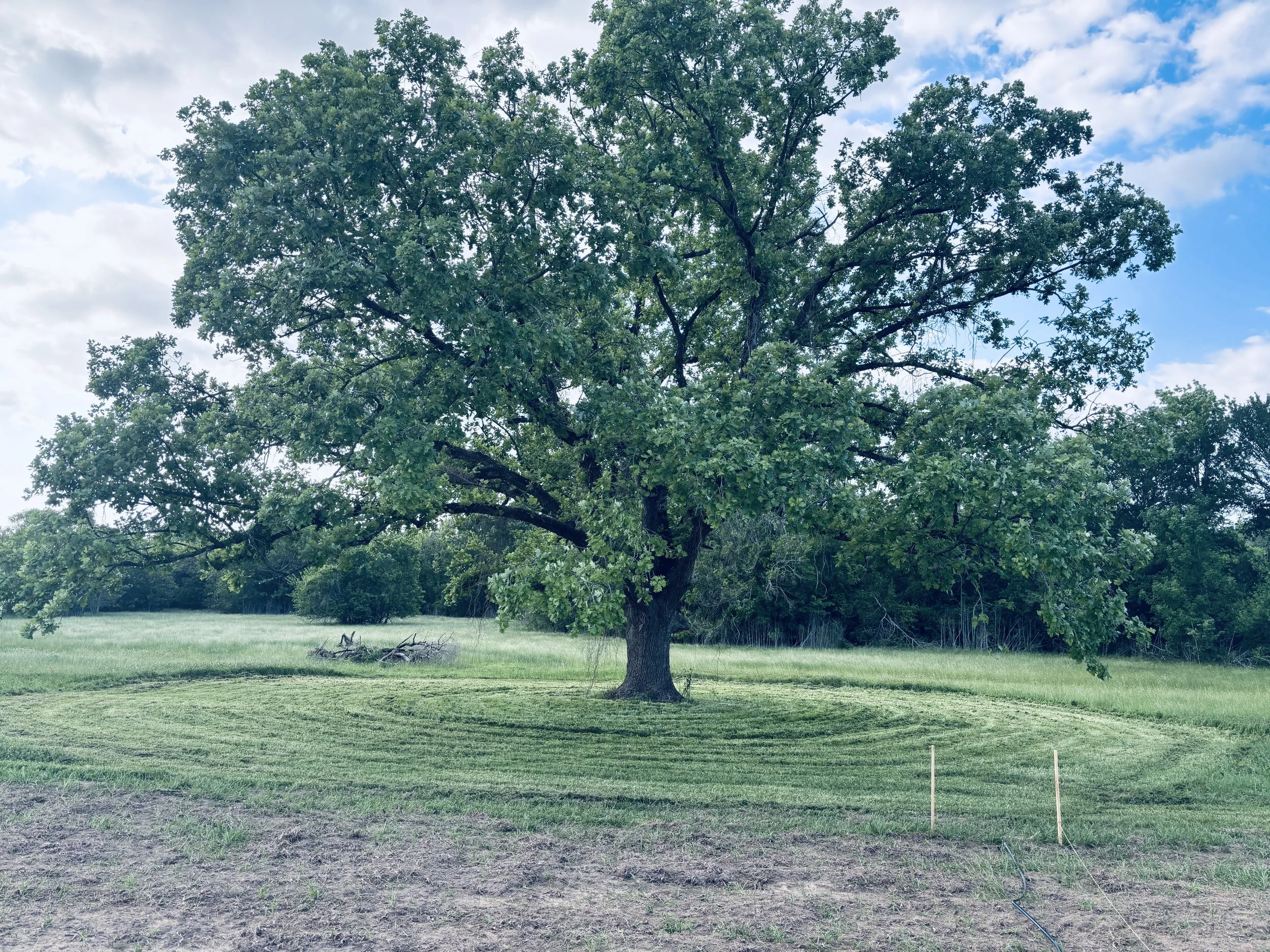 Old Post Oak