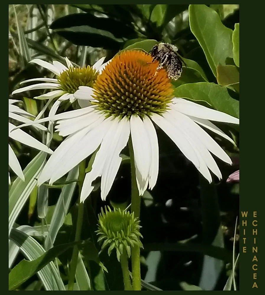 Garden Flowers Summer 2021