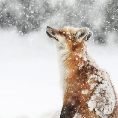Critter Korner: Foxes