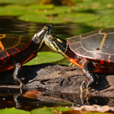 Critter Korner: Turtles