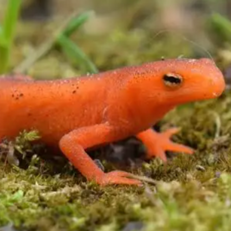 Eastern Newt: The Mini Forest Explorer 