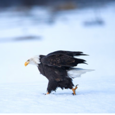 Eagles 