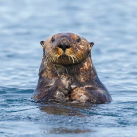 Beavers vs. Otters
