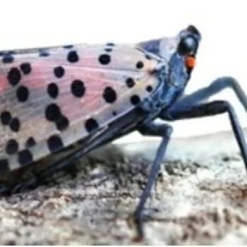 Spotted Lantern Fly