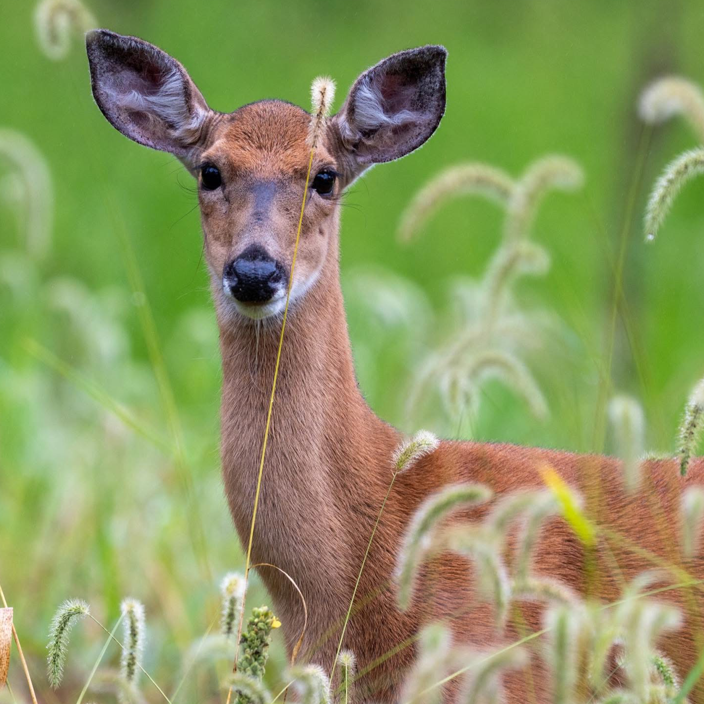 Seen a Deer?