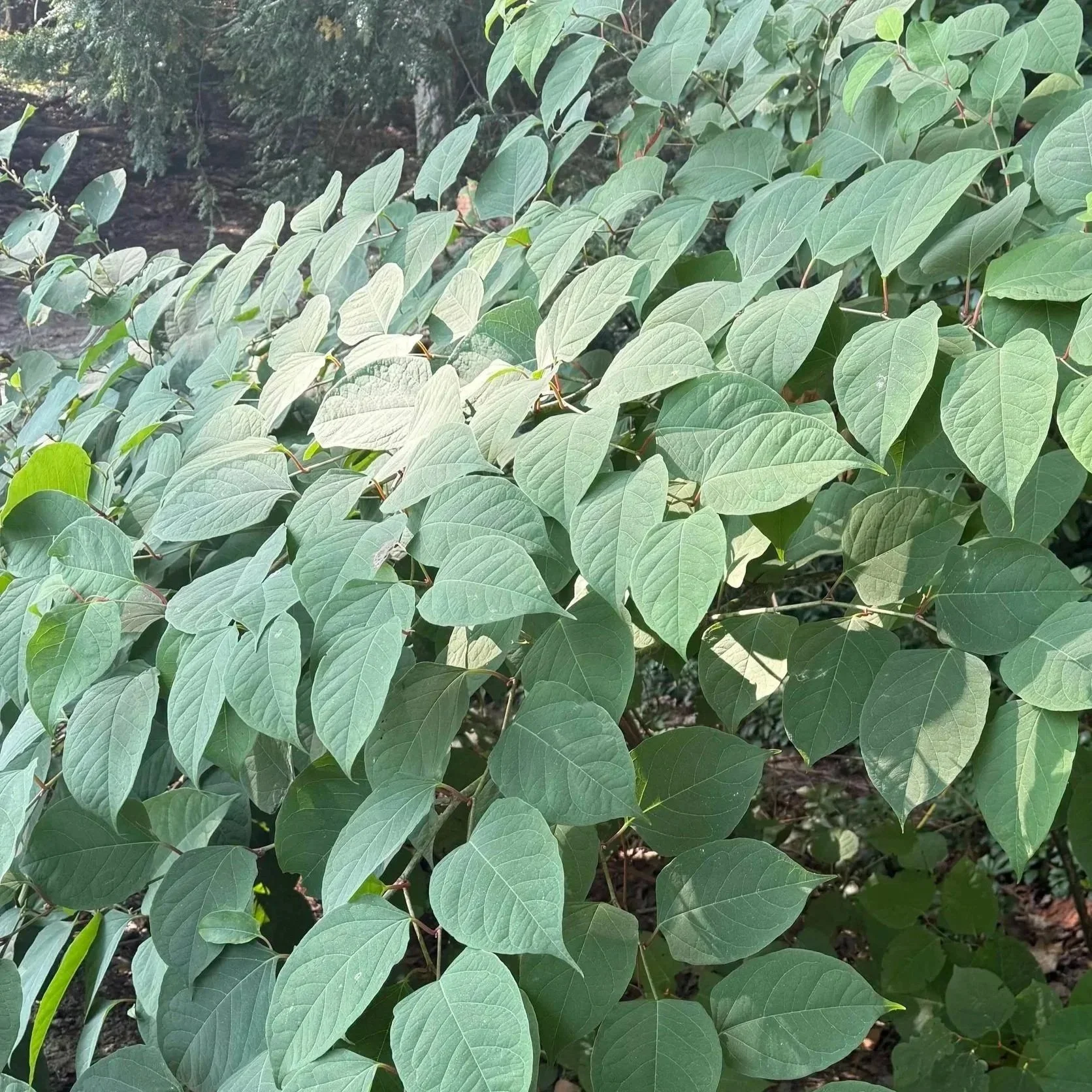 Japanese Knotweed