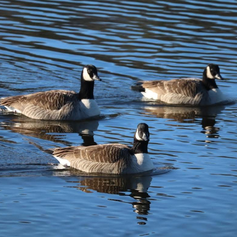 Geese and Ducks