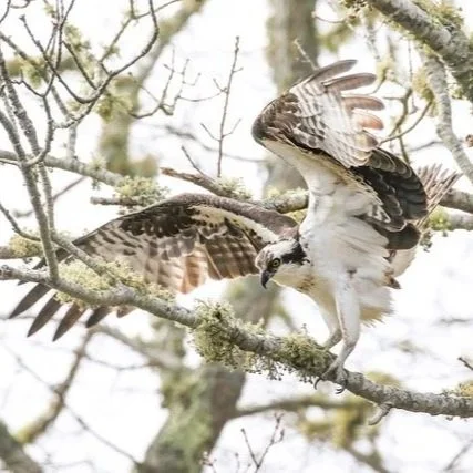 Local Ospreys