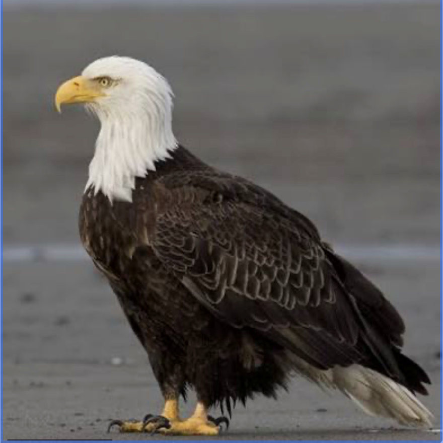 Bald Eagle