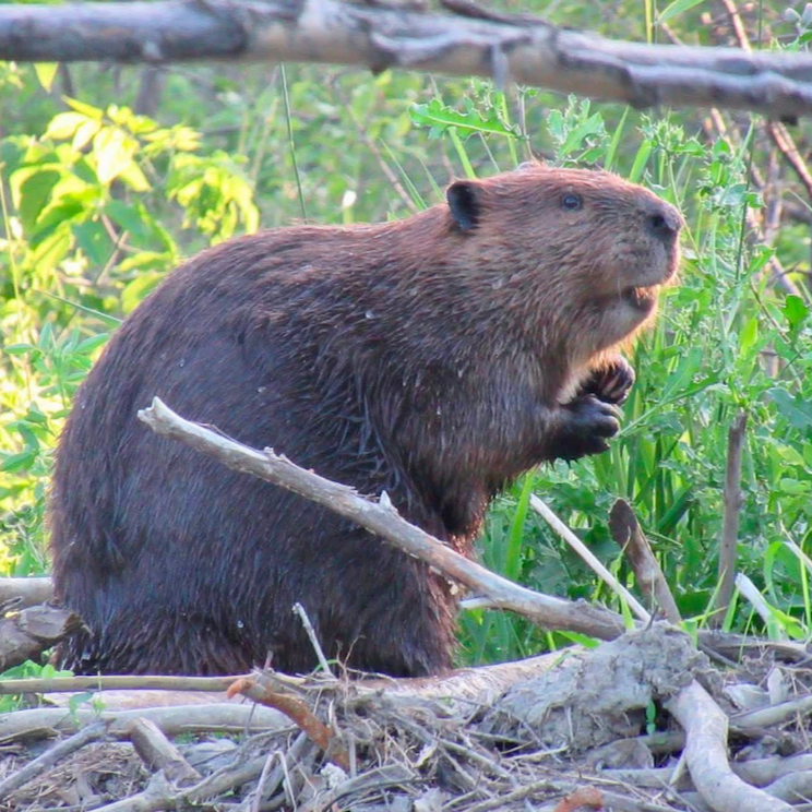 Beavers
