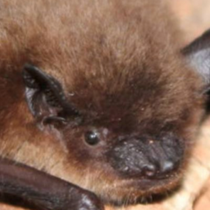 Bats of Massachusetts